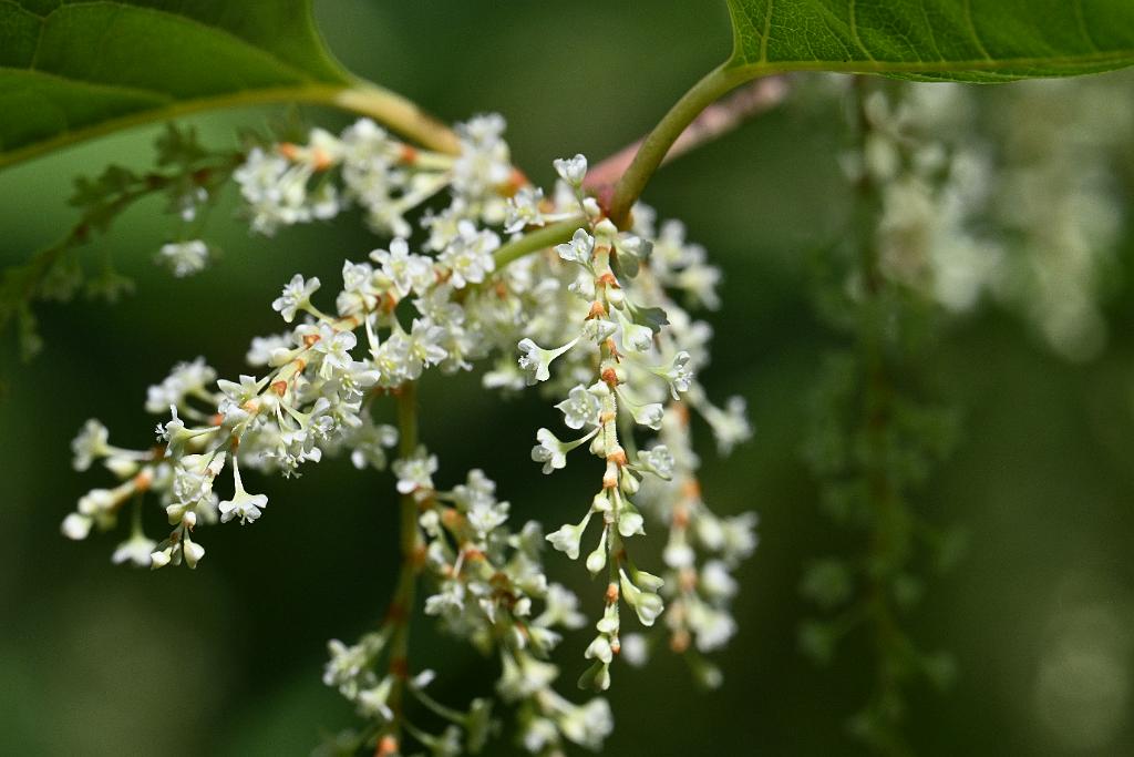 2025-08300245 Broad Meadow Brook, MA.JPG - Japanese Bamboo or Knotweed. Broad Meadow Brook WIldlife Sanctuary, MA, 8-30-2025